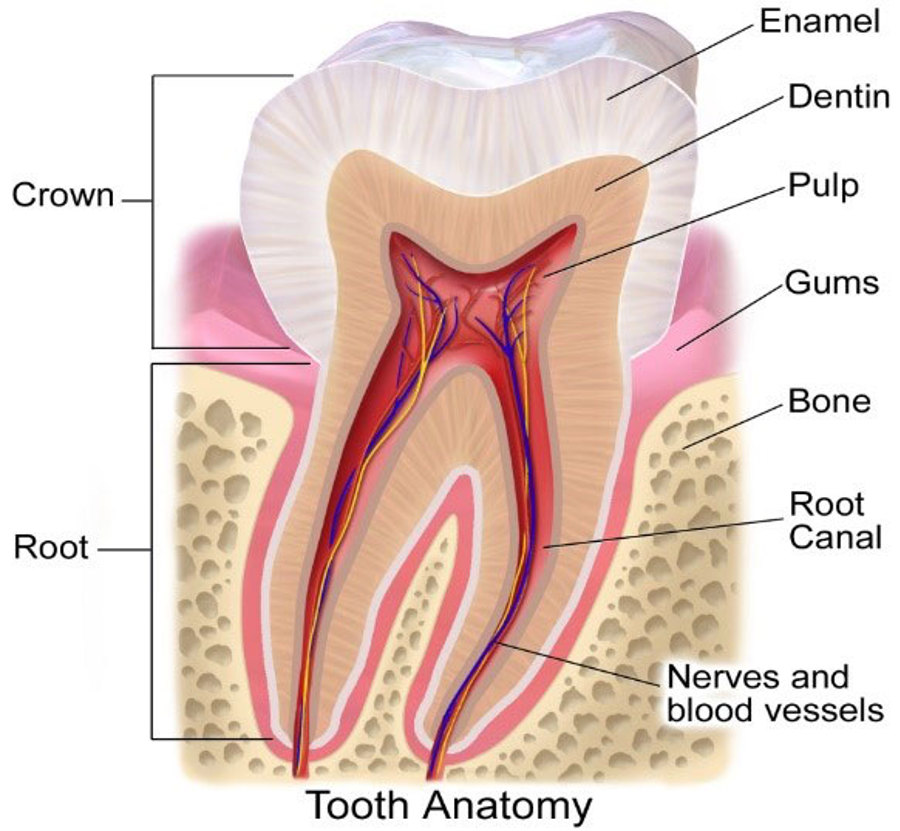 Maven Dental sensitive tooth diagram
