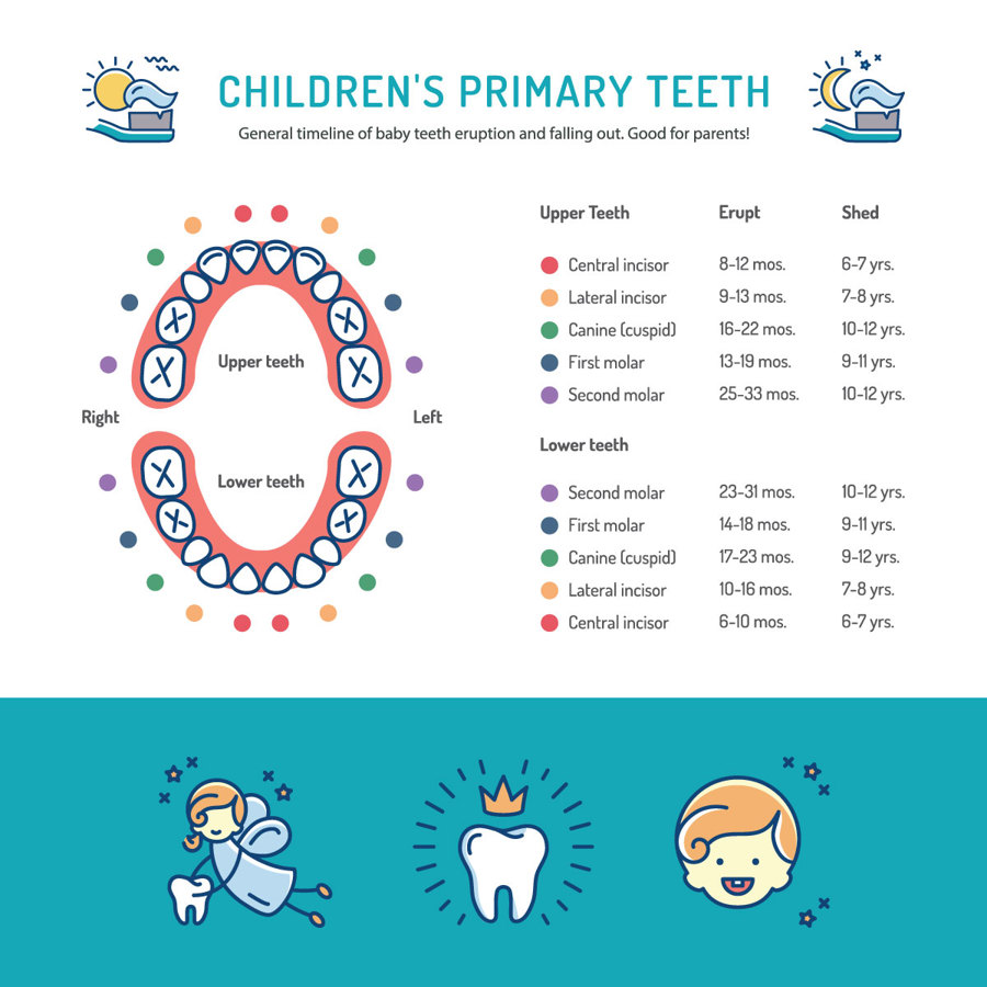 Maven Dental childrens primary teeth chart